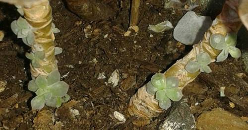 Close up // #✨ #plantsarefriends #motherplant #cactus #greenvibes #therapygarden #hangingplants #cac