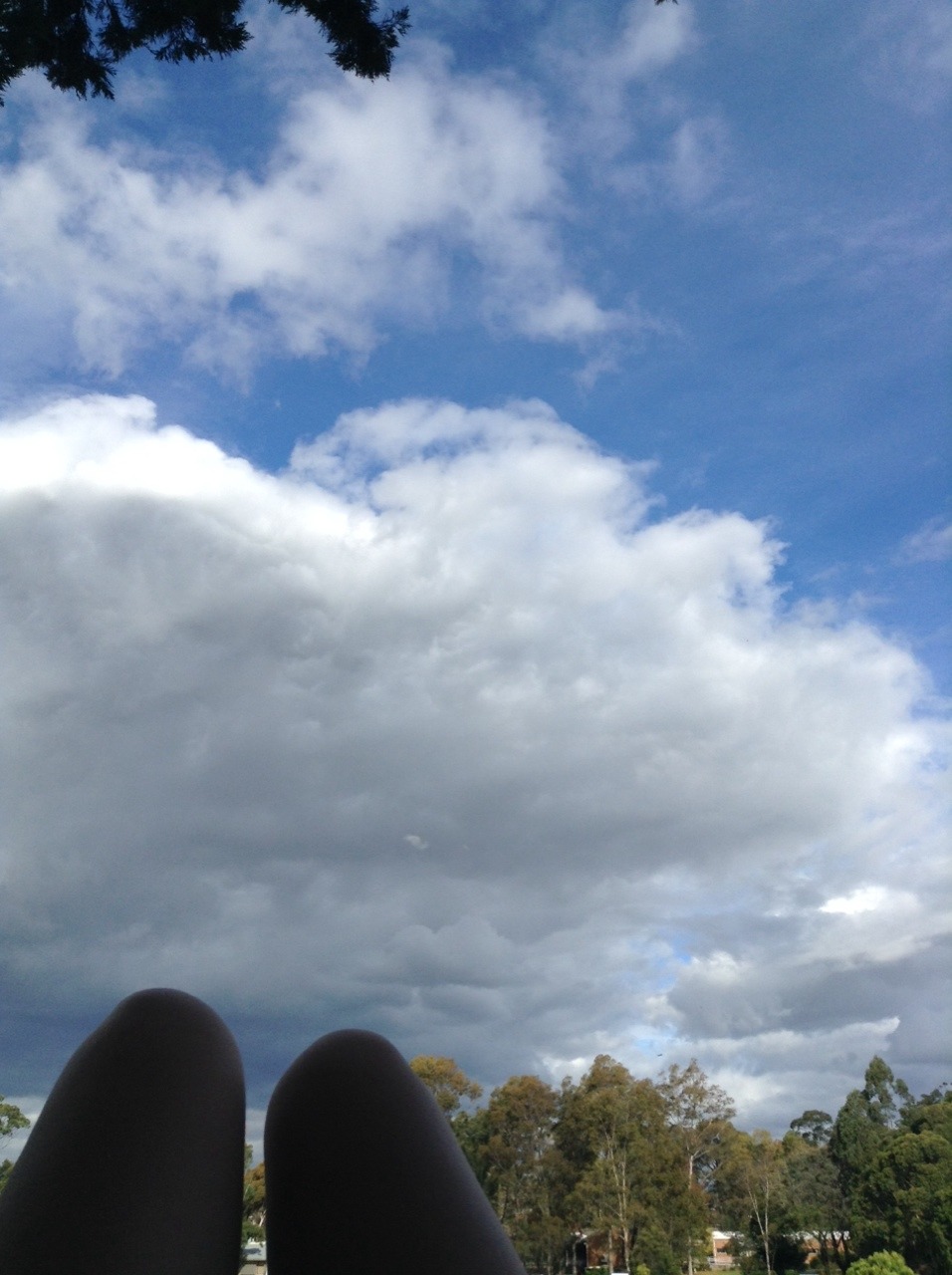 So today was the weirdest combination of dark clouds + sunlit trees and it was just