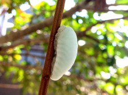 sixpenceee:  Gelatin Slug Caterpillar They