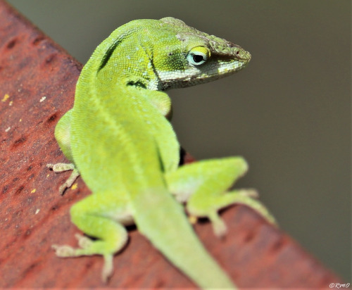 daytrippinrmo: Anole - Mar, 2020 Georgetown, TX