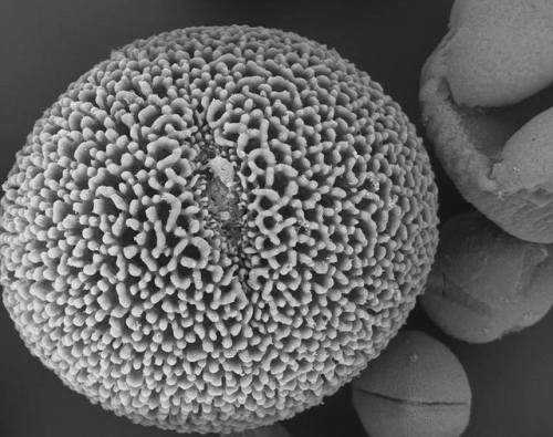 The earliest flowersThe fossil record has bequeathed us a wide diversity of pollen and flowers datin