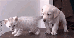 https://64.media.tumblr.com/4ab64426386b82e411b677b0cdd1bca3/tumblr_n28ihrI9s11sj96z7o1_400.gif