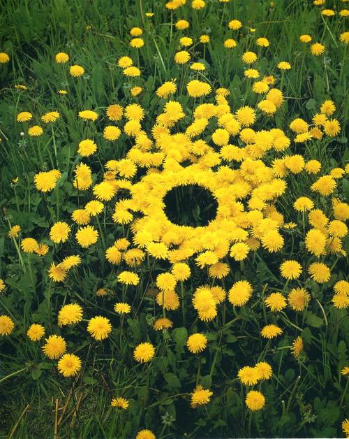 Andy Goldsworthy Andy Goldsworthy (British, b.1956) is a sculptor and photographer whose site-specif