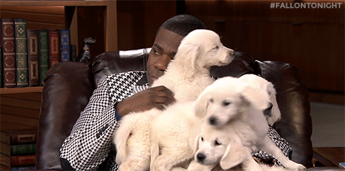 fallontonight:  Jimmy and Tracy Morgan compete for puppies in the trivia game “Pup