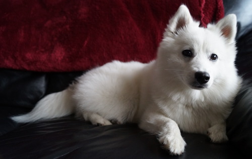 fydogs:  Japanese Spitz Puppy