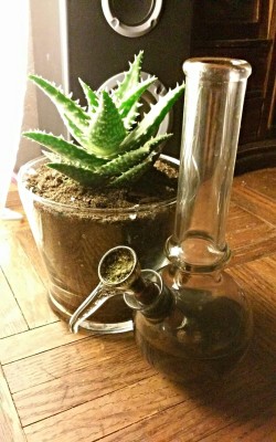 tunes-and-tokes:  New plant friend 💚