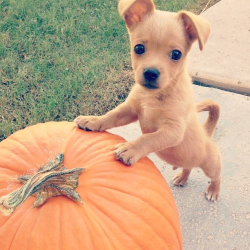 Pumpkin Puppy