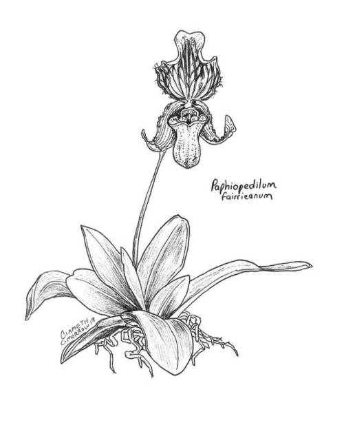 Endangered Inktober - Fairrie’s Paphiopedilum by Ciameth  Day 8 - Fairrie’s Paphiopedilu