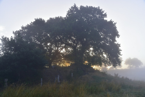 Brunsholmer Morgennebel; Bergenhusen, Stapelholm by Chironius