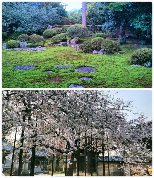 ⛳️1399. 城福寺庭園 Jofuku-ji Temple Garden, Echizen, Fukui ――福井藩主 #越前松平家 の歴代藩主が毎年“花筐桜”を観賞する為に訪れたという寺院に残る国