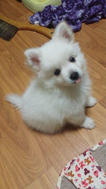 phenomenarwhal:plaushe:MY FRIEND’S PUPPY IS SO CUTELOOK AT HIMSHE SAID HIS TONGUE WAS TOO LONG