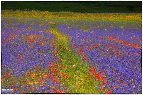 Castelluccio Di Norcia# Umbria # Italy