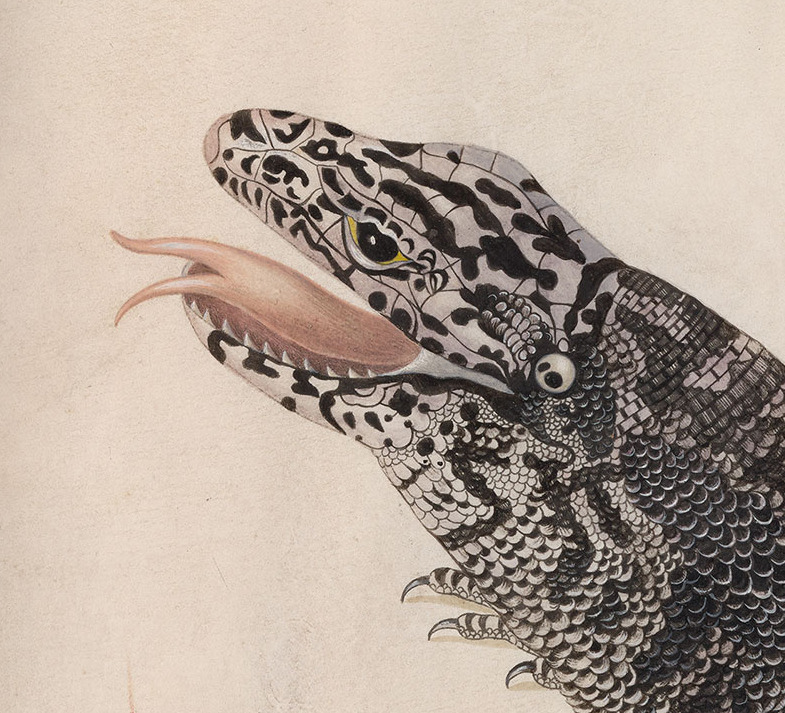 design-is-fine:  Maria Sibylla Merian, Black Tegu Lizard, 17th century. Pen and blank