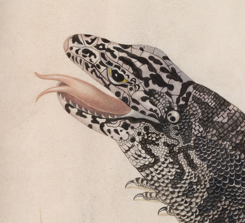 Maria Sibylla Merian, Black Tegu Lizard, 17th century. Pen and blank ink, transparent and opaque wat