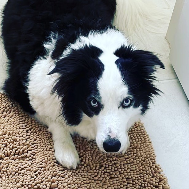 The face of an annoyed puppy who wants to keep playing, even when mom says no more. 😂 






#bordercollie #puppy #