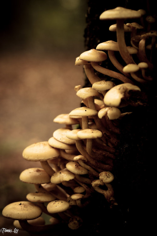 Autumn Fungi by northernsoul20
