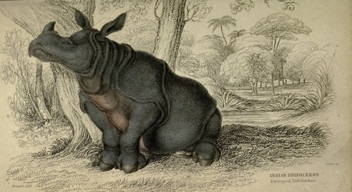 wapiti3:The naturalist’s library. (Mammals) By Jardine, William, Sir, 1800-1874   Lizars, W. H. 1788