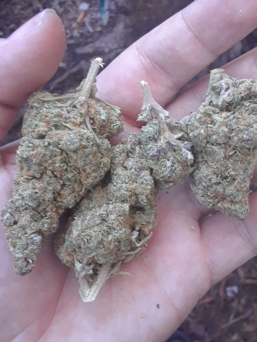 All my sacks pt ½ #weed #blunts #joints #bongs4life #Kush #Purp #marijuana