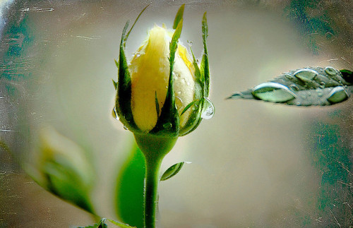 THE GIFT OF TEARS by Weirena on Flickr.