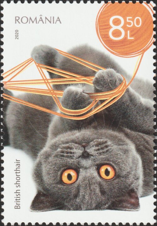 two 2020 Romanian stamps from a series on cats [id: two postage stamps, both with images of British 