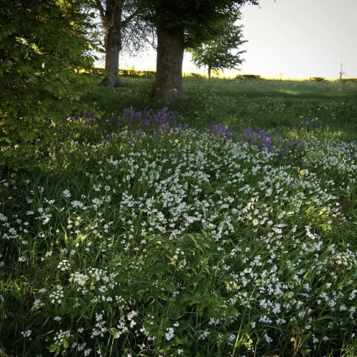 Three cornered garlic (Allium triquetrum) and some bluebells #wildflowers #wildflower #flowers #natu