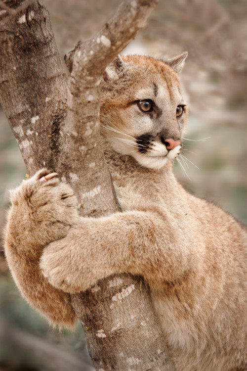 beautiful-wildlife:Hold On by Laurie HernandezA young Cougar climbs a tree in Minnesota