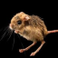 hostilejerboa
