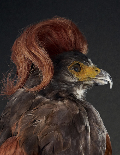 devidsketchbook:  COIFFURE LE BIRD BY SOUVEREIN Souverein (tumblr / facebook)  - “Free work done by the photographer Rene Mesman. They are a series of bird portraits done together with a hairstylist and an art-director. It was also shown in Volkskrant