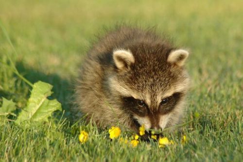 Awesome-Picz:  Mom Doesn’t Believe Her Raccoon Photos Are Any Good, Son Posts Them