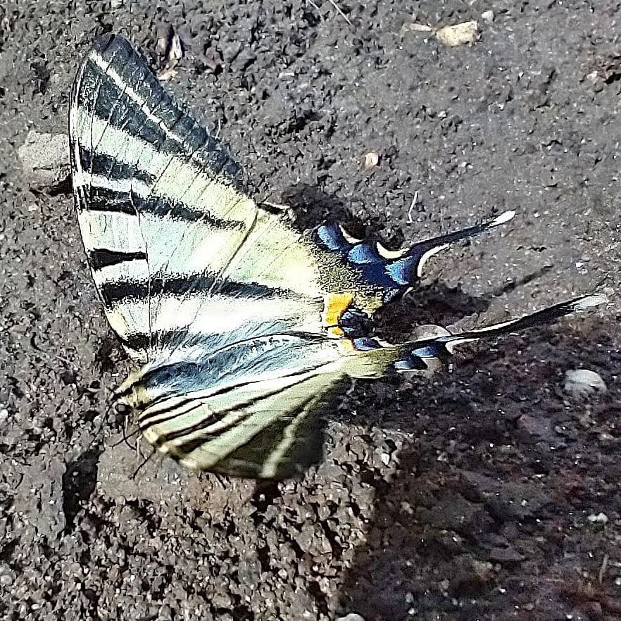 Heute habe ich im Garten diesen stattlichen #Segelfalter beobachtet #🦋 (hier: Pillnitz, Sachsen, Germany)
https://www.instagram.com/p/CSE4ahUDjcl/?utm_medium=tumblr