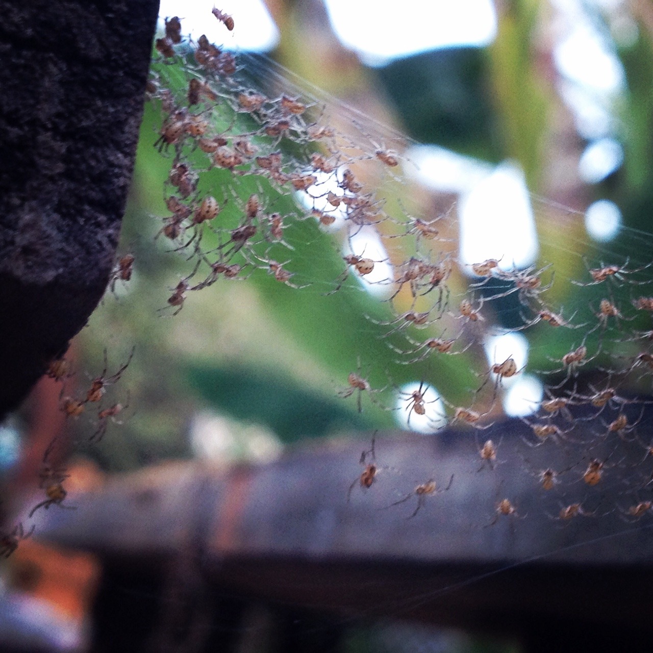 Baby Brown Widows