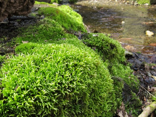 Photos from yesterday’s walk: bloodroot, mosses, skunk cabbage, and violets.  I feel lucky to live w