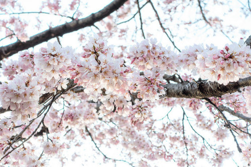 mizunokisu:Kyoto Cherry Blossoms 2015 by tokyofashion on Flickr.