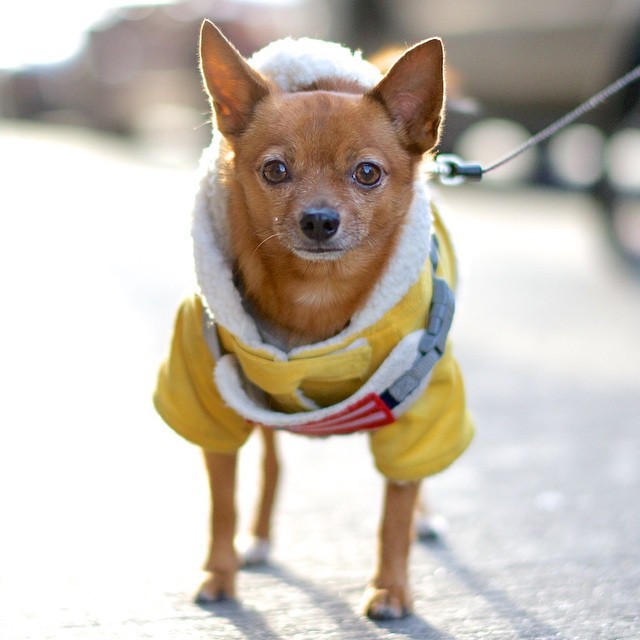 thedogist:
“ Pepe Gato, Chihuahua/Pomeranian mix (6 y/o), 5th & Avenue C, New York, NY • “I was driving with my daughter in Puerto Rico and saw a cat blocking traffic. I said to her, ‘Look at this cat!’. She said, ‘That’s not a cat, that’s a dog!’....