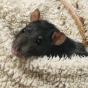 rams-rodent-world:ratcl0wn:my rats conspiring porn pictures