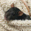 XXX rams-rodent-world:ratcl0wn:my rats conspiring photo