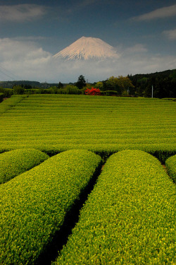 lifeisverybeautiful:  Mt. Fuji and tea farm from Shizuoka  Mt. Fuji by bsmethers on Flickr. 
