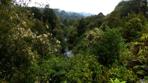 Kamahi Over Card Creek by New Zealand Wild on Flickr.