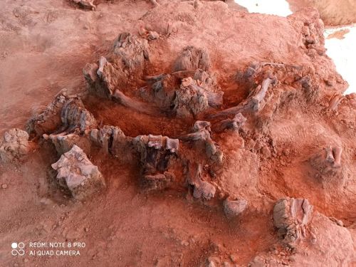 Remains of 60 Mammoths Discovered in Mexico So far, researchers have found no signs of the animals h