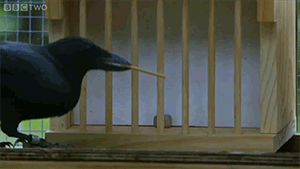karanan:  starrypawz:  zerostatereflex:  Crow solves an 8 step process. Crows are