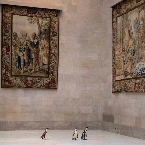 urhajos:Penguins of Kansas City Zoo get a private tour in the Nelson-Atkins Museum