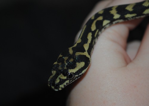 dakonic:And some of Dante too! I’m so happy to see him growing like a weed now.