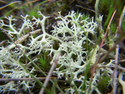 eumycota:  moss (october) 