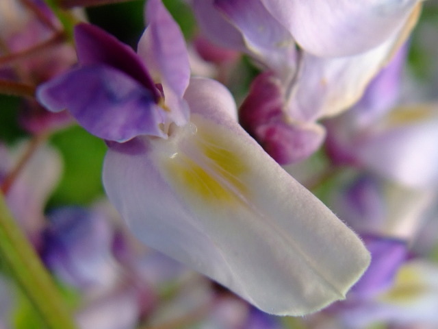 rinmari:  藤の花