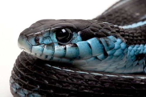 kaldannan: laysomeskinontheskatkat:  Puget Sound Garter Snake, is best known for it’s distinct bright blue scales.  What a pretty baby! 