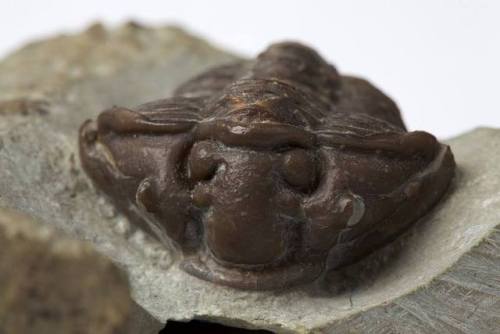 Trilobite - CalymeneThis trilobite staring right at you with a cheeky smile on its face is around 42