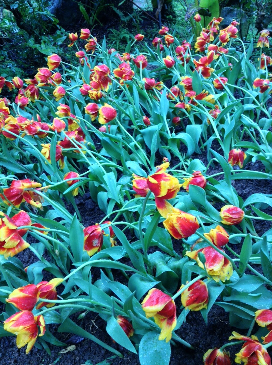 meijimie:  I LOVE SPRING 