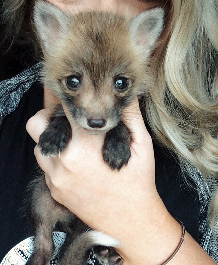 friendswithmysister:awesome-picz:  Meet Juniper, The Pet Fox Who’s Basically An