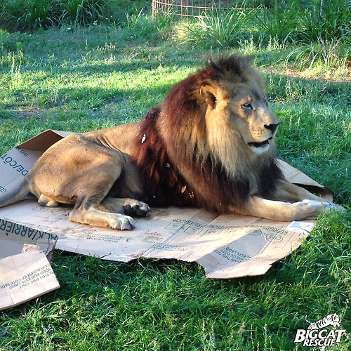 begmetocome:  aubrey-taylor:  If I fits, I sits.  they are still cats… big cats,