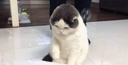 puppypu:  http://puppypu.tumblr.com/